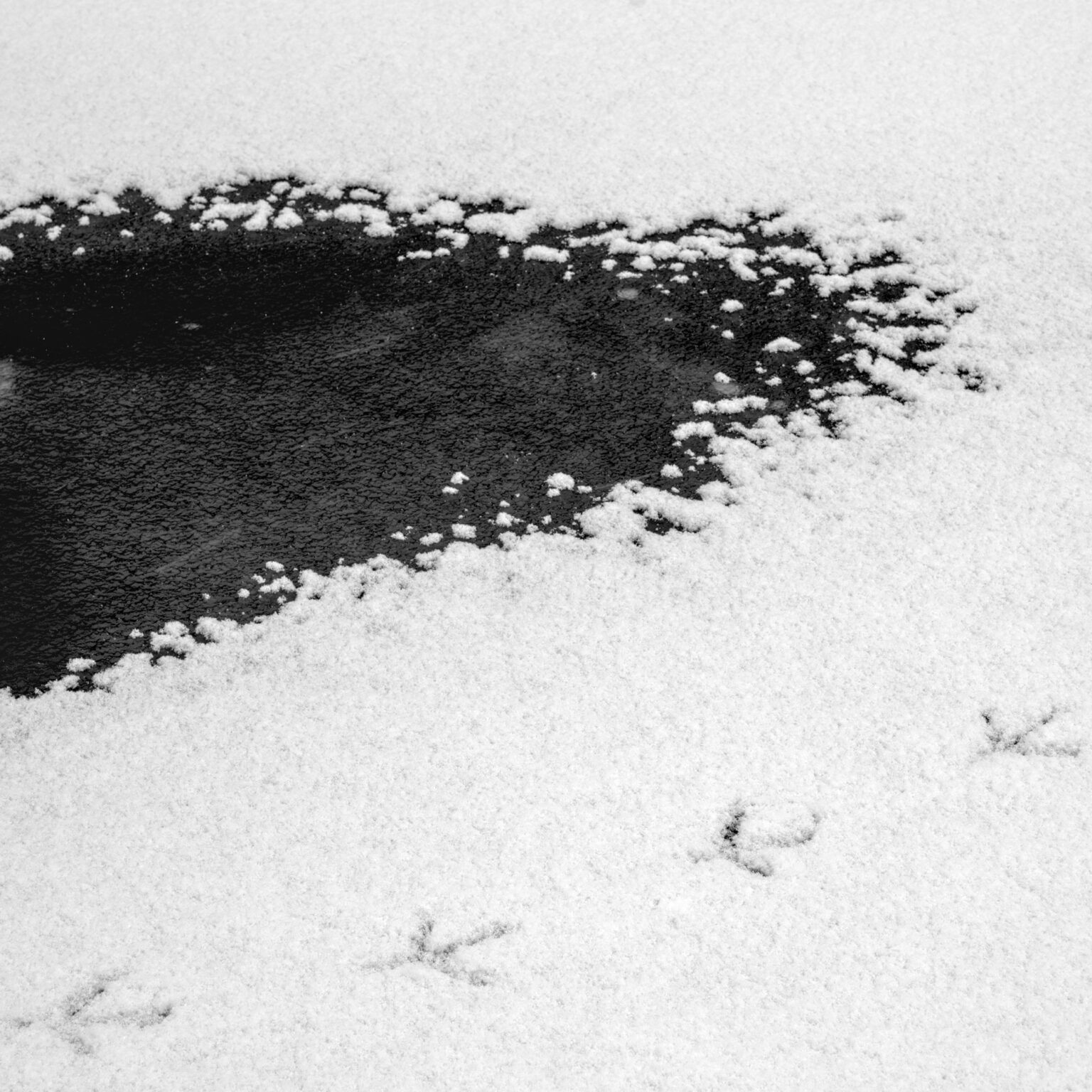 Egret passing by