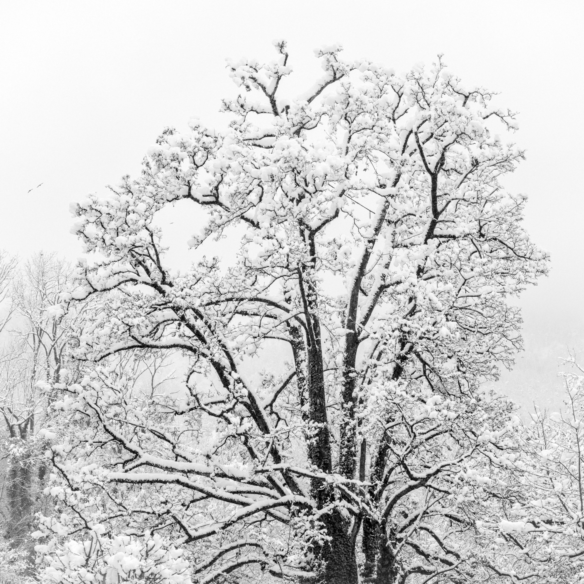 Oak in Snow