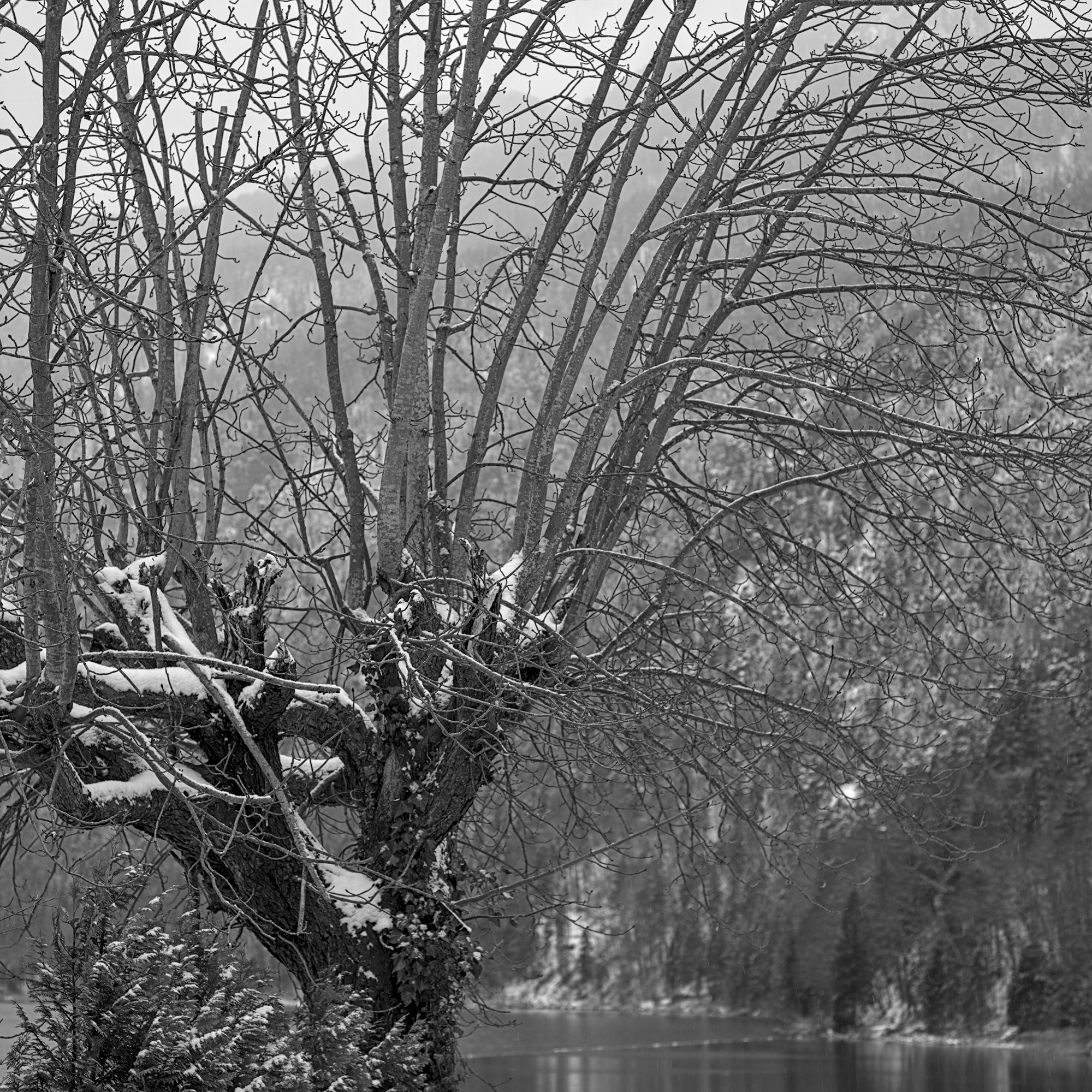 Pollard Willow over Saalach