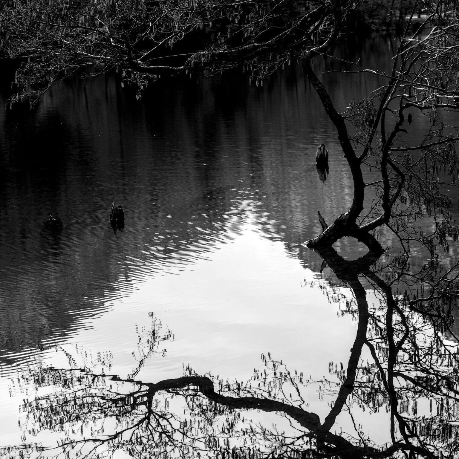 Thumsee-Rorschach
