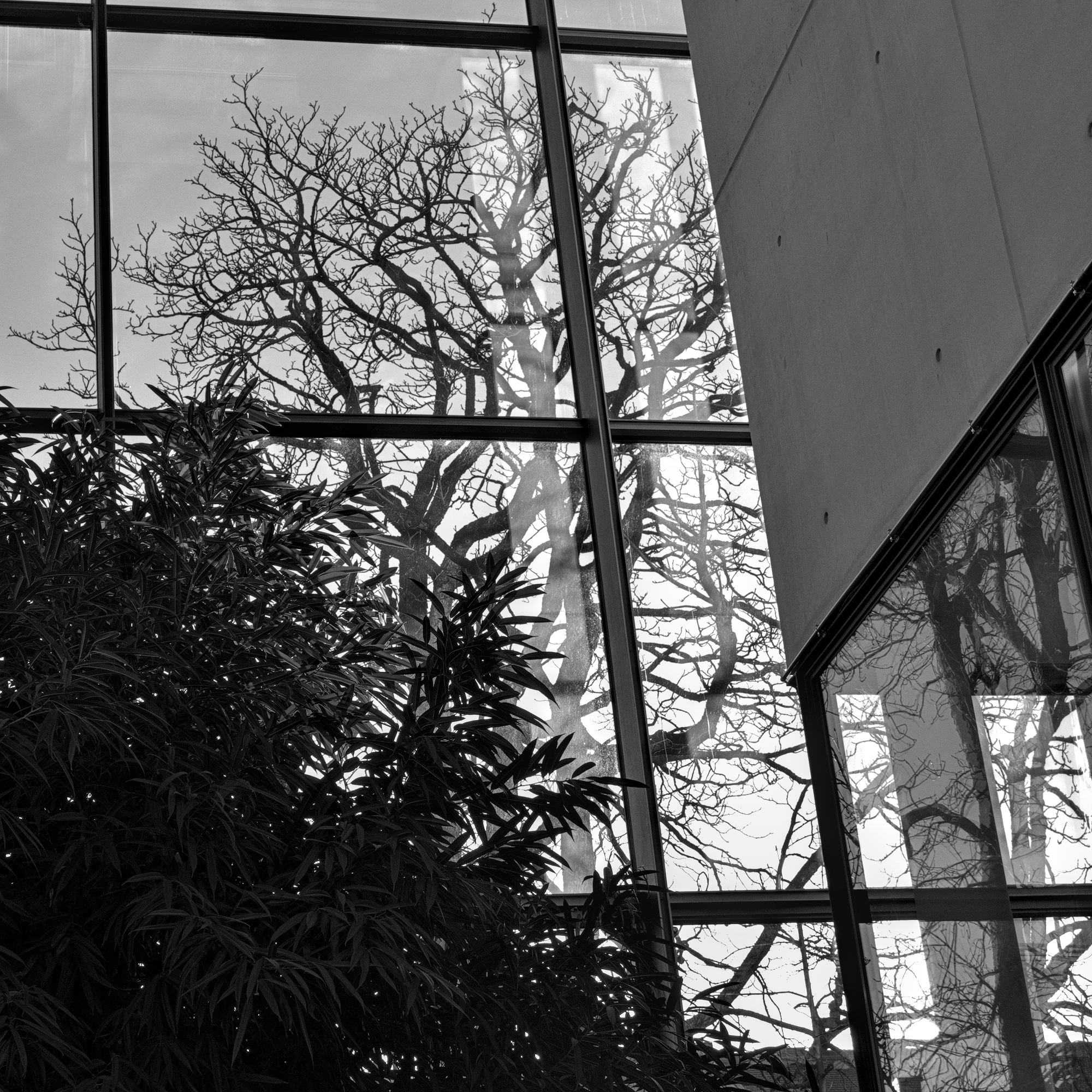 Trees, inside and out