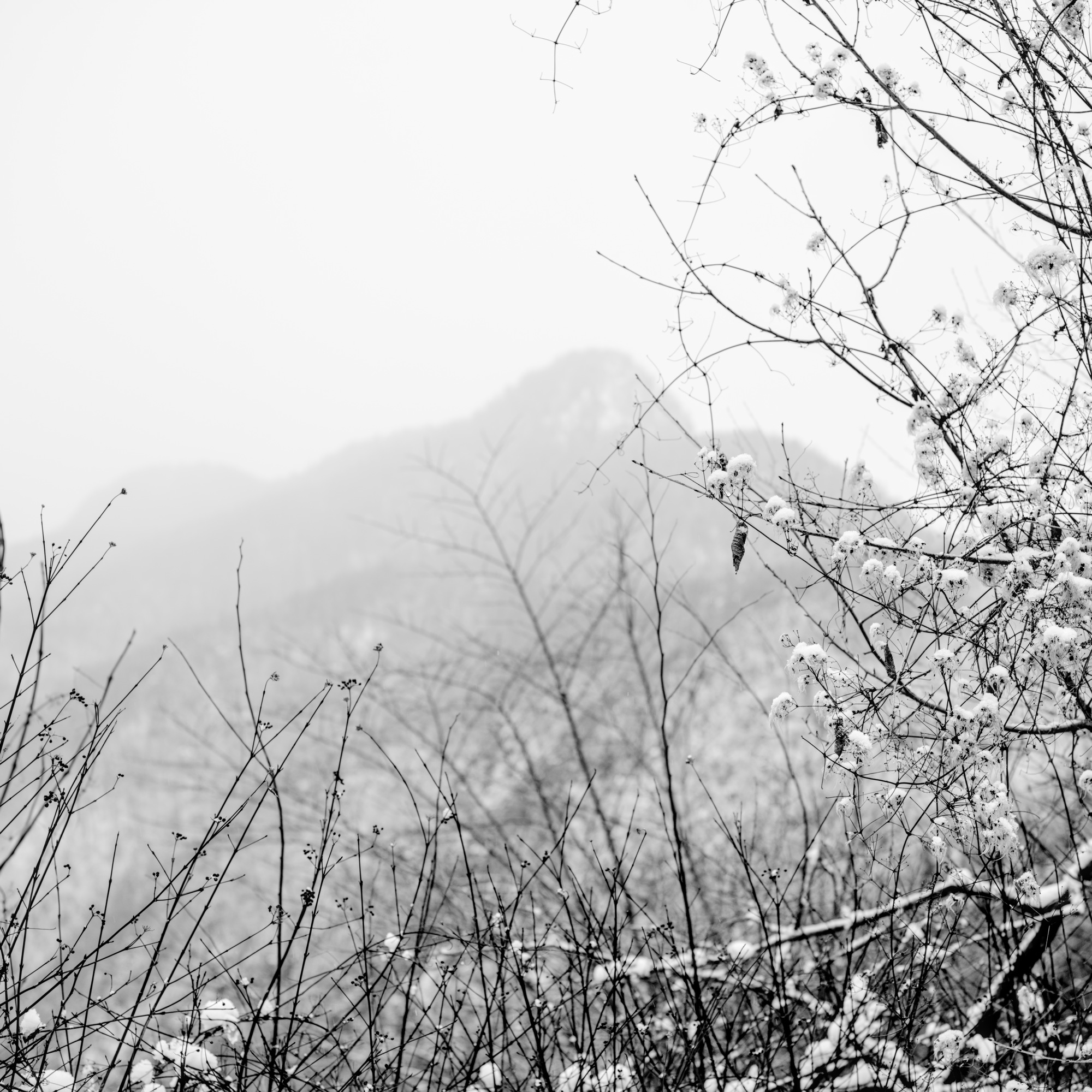 Wild Clematis and other Shrub