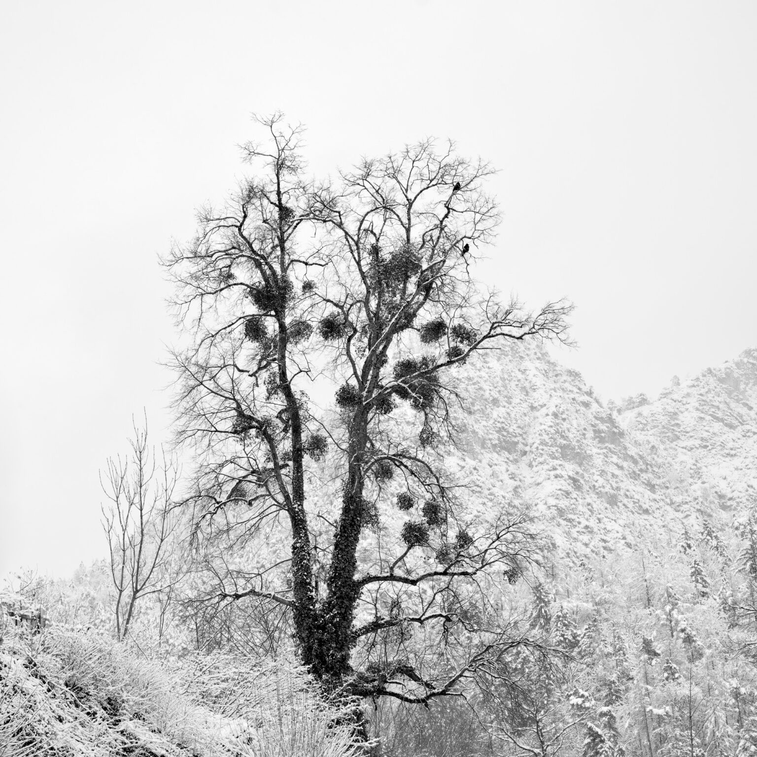 Winter Kalligraphy
