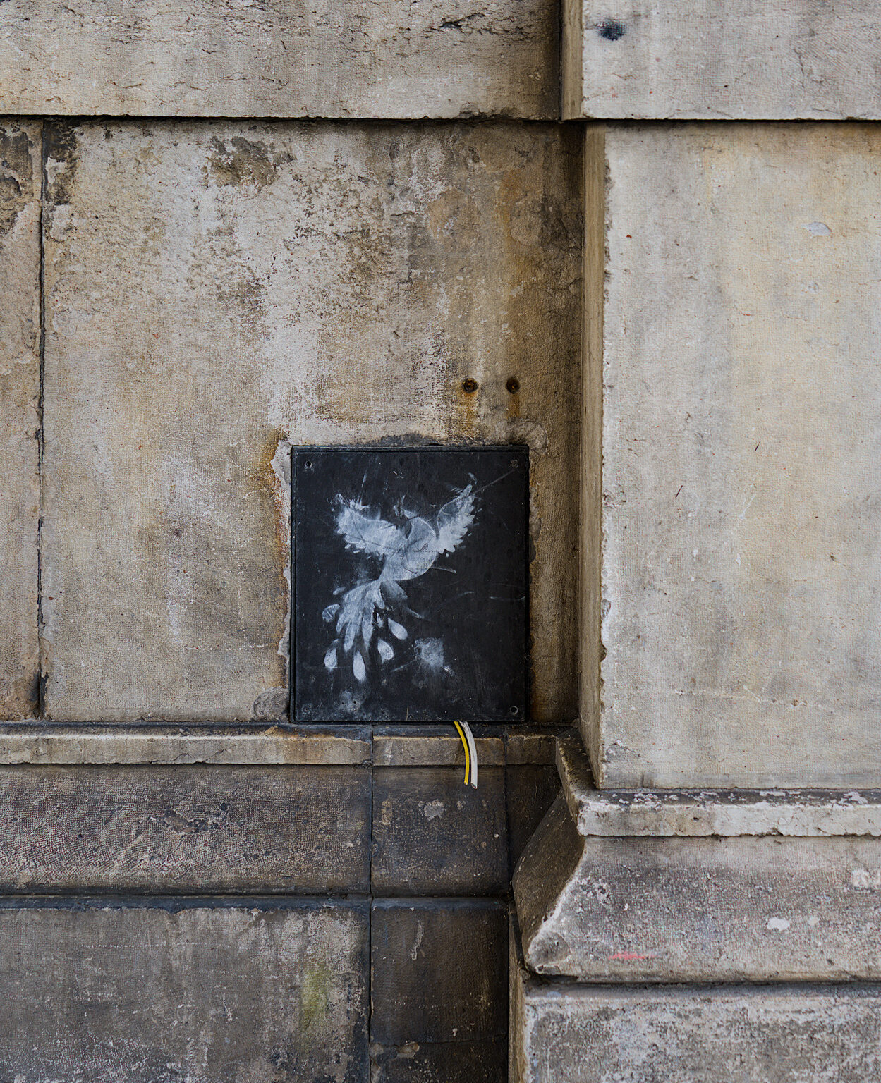 (Peace?) Dove, tousled