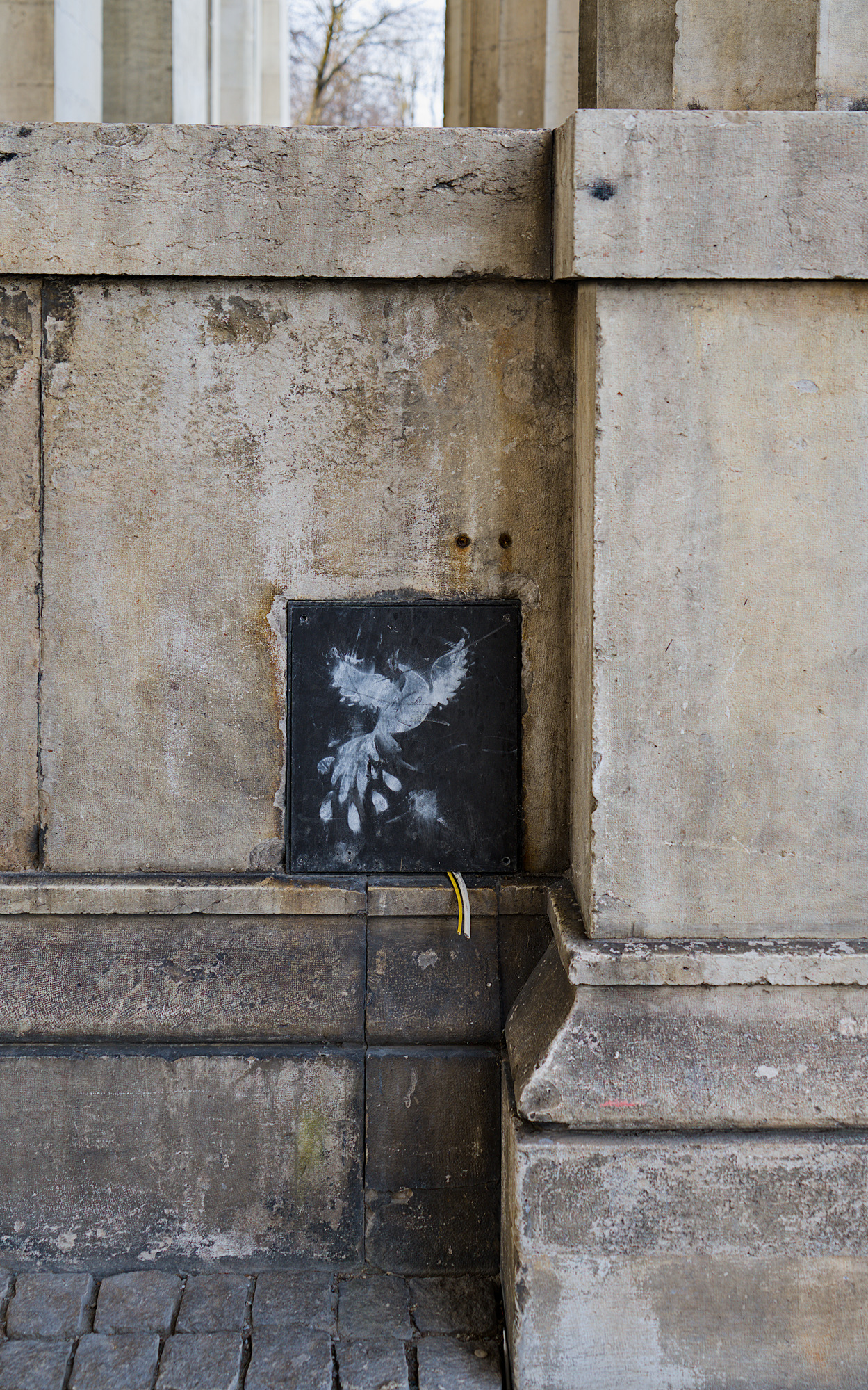 (Peace?) Dove, tousled