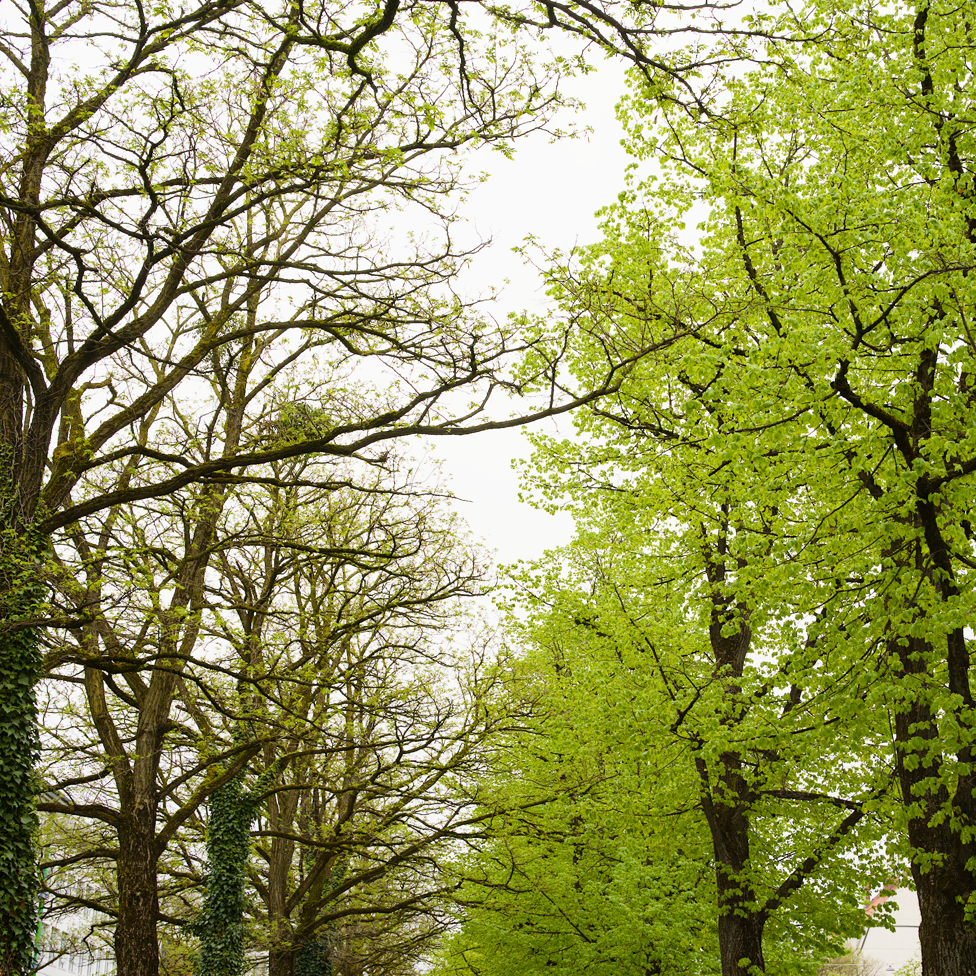 Different Greening Speeds