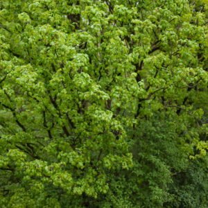 Got Green