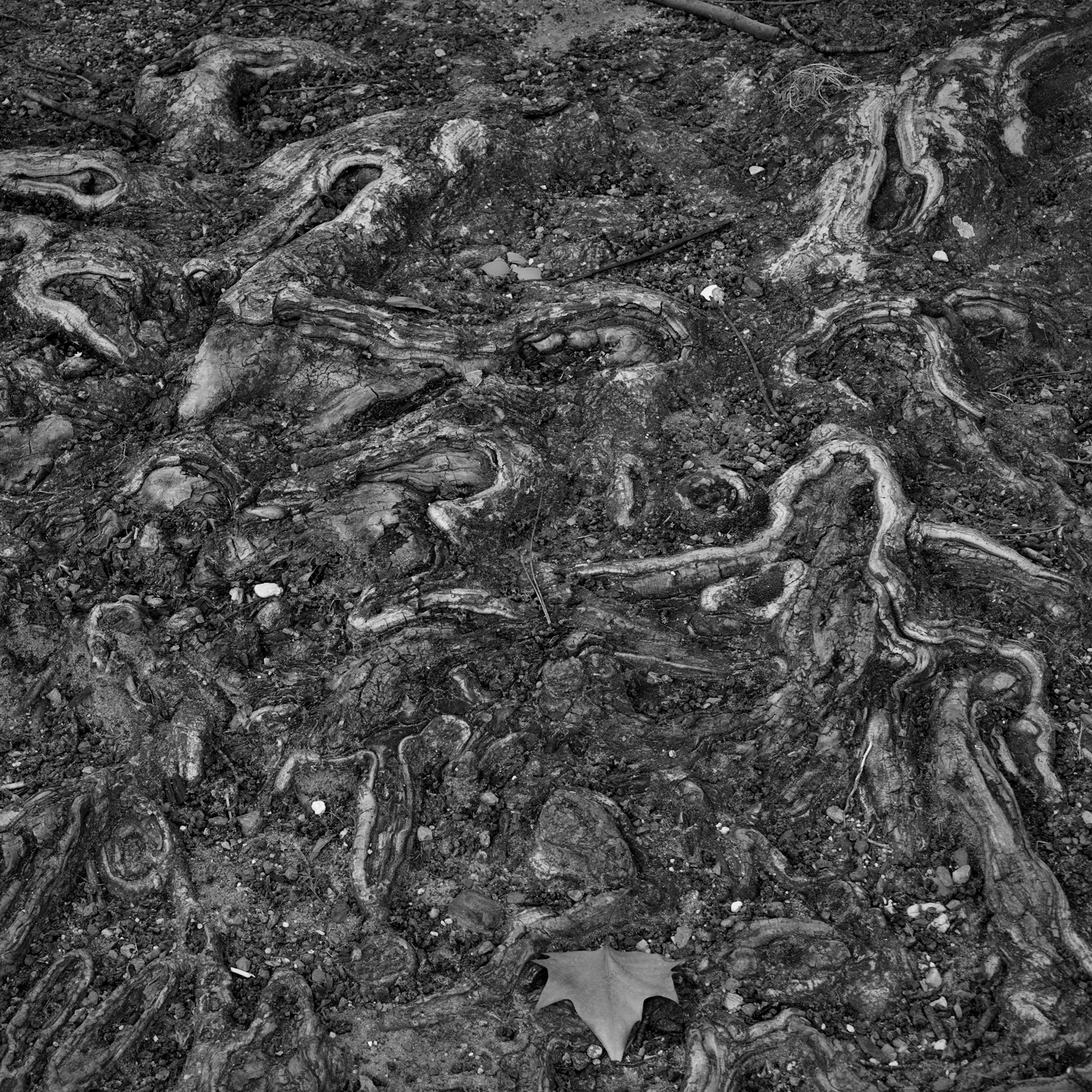 Ground Abstract Ground – back to my Roots