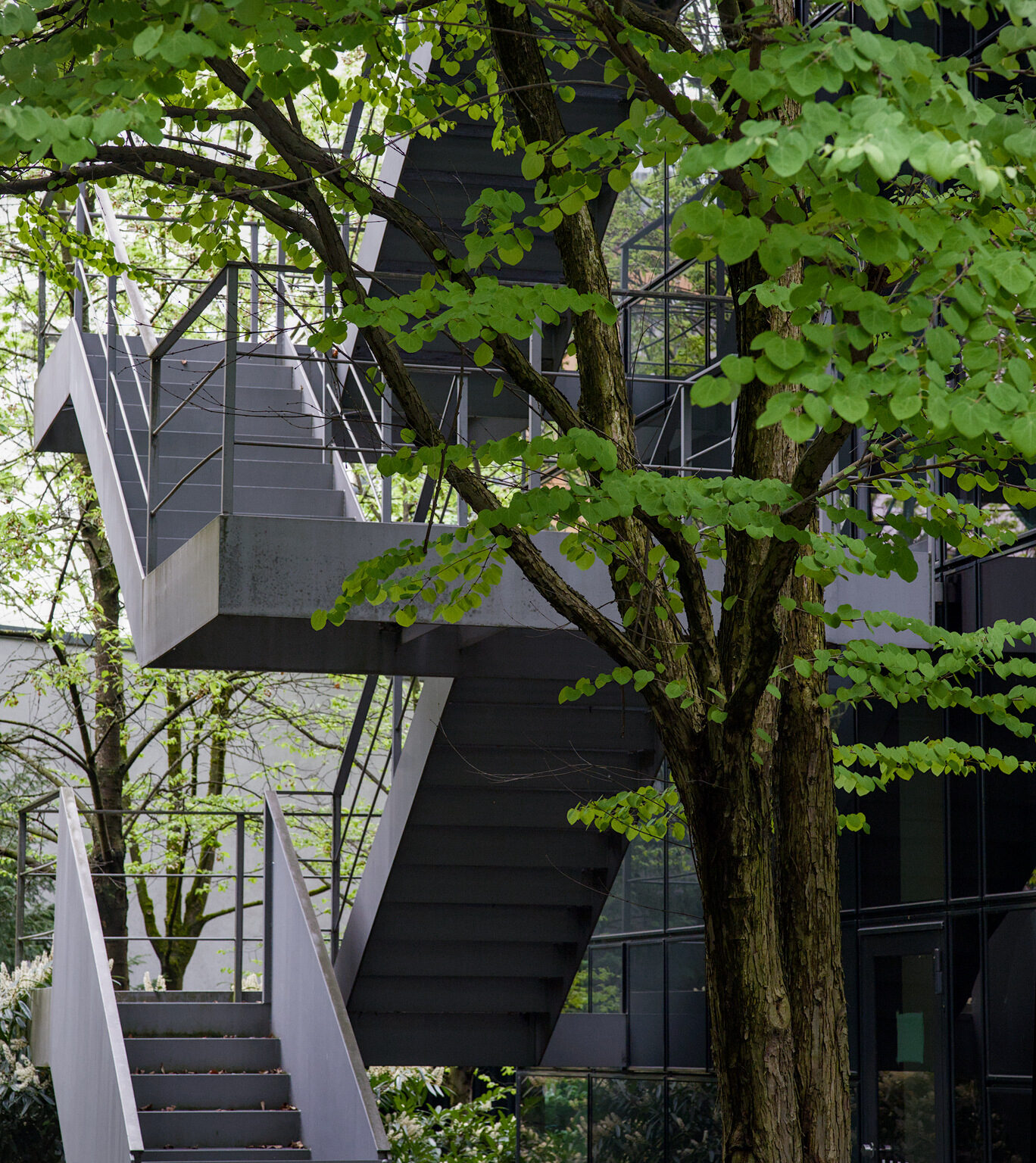 Tree-Trough Fire Escape