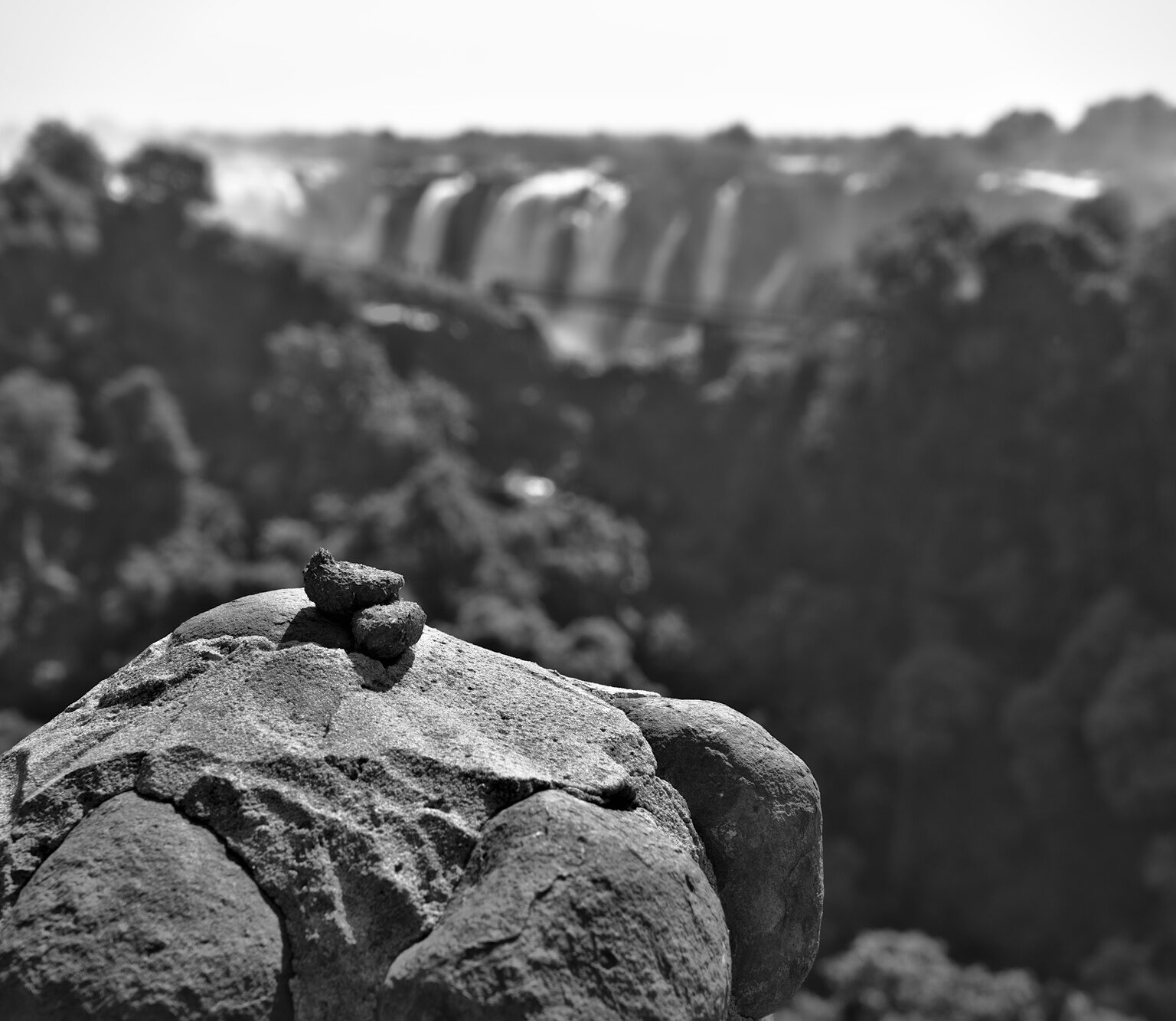 A Turd with a View