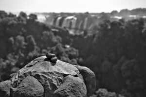 A Turd with a View