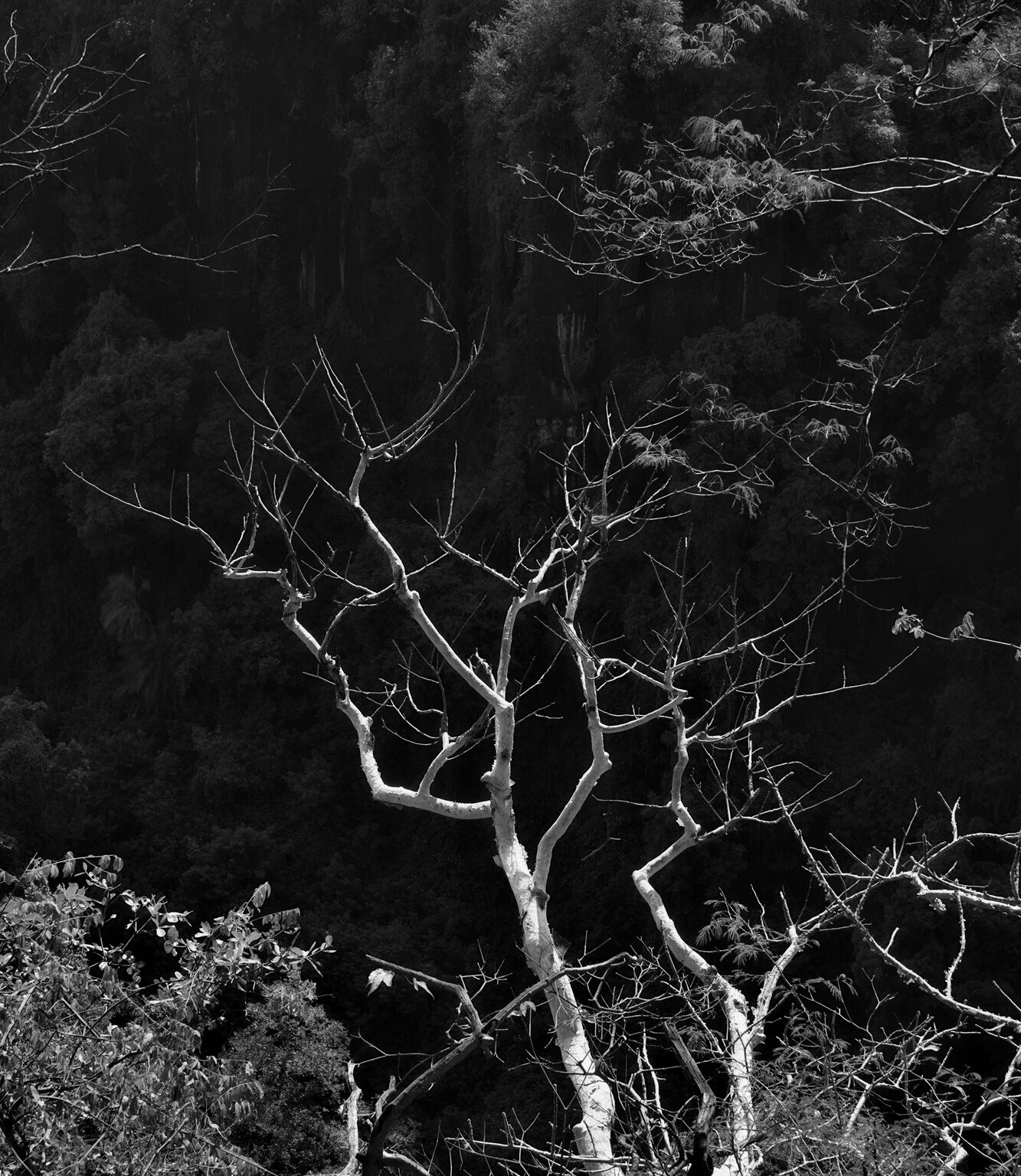 Bald Tree I