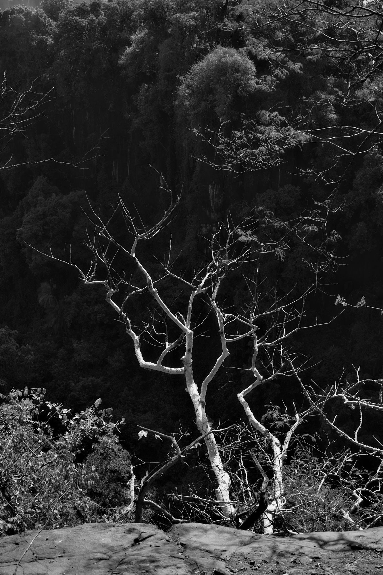 Bald Tree I