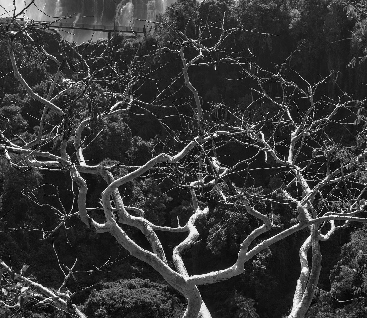 Bald Tree II