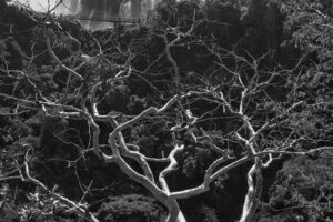Bald Tree II
