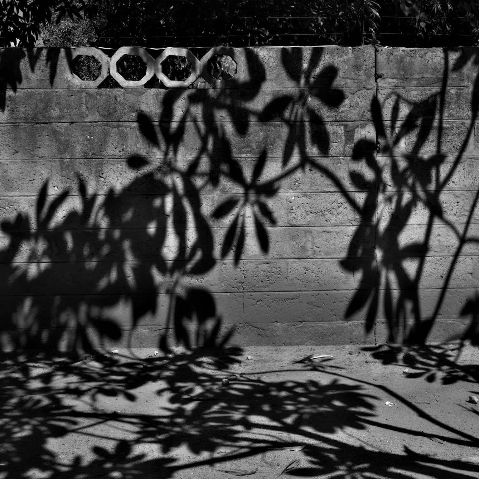 Plato’s Tree