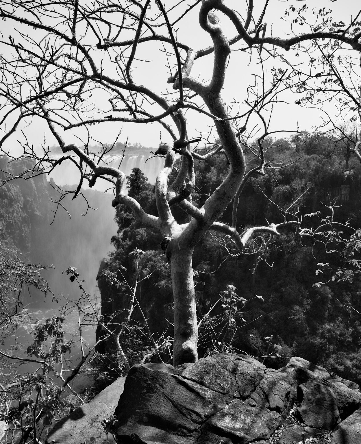 Tree over Mosi-Oa-Tunya Gorge