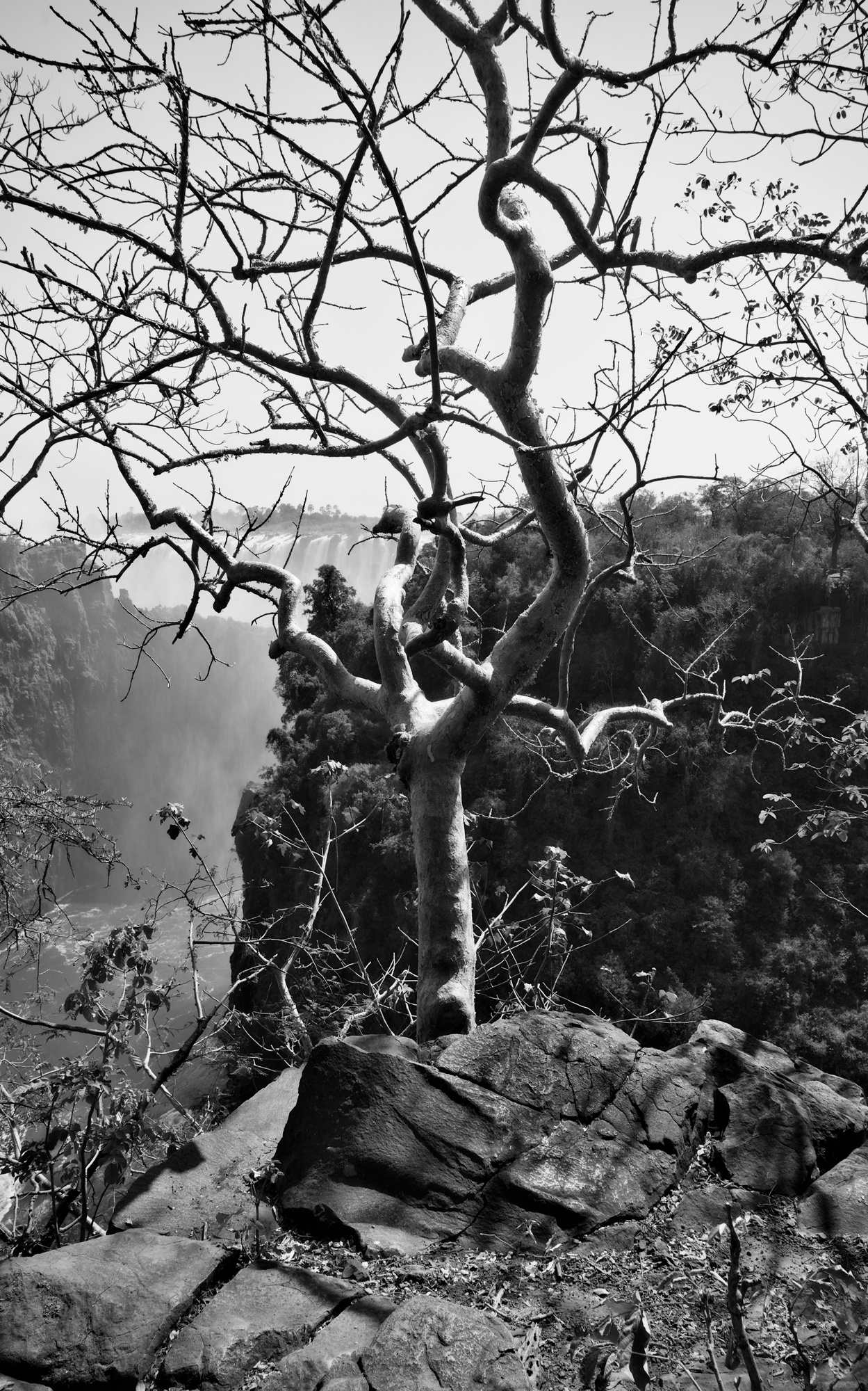 Tree over Mosi-Oa-Tunya Gorge
