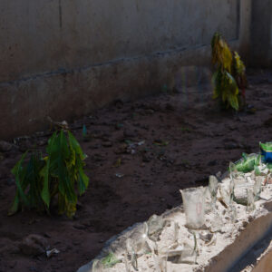 Protected Plants