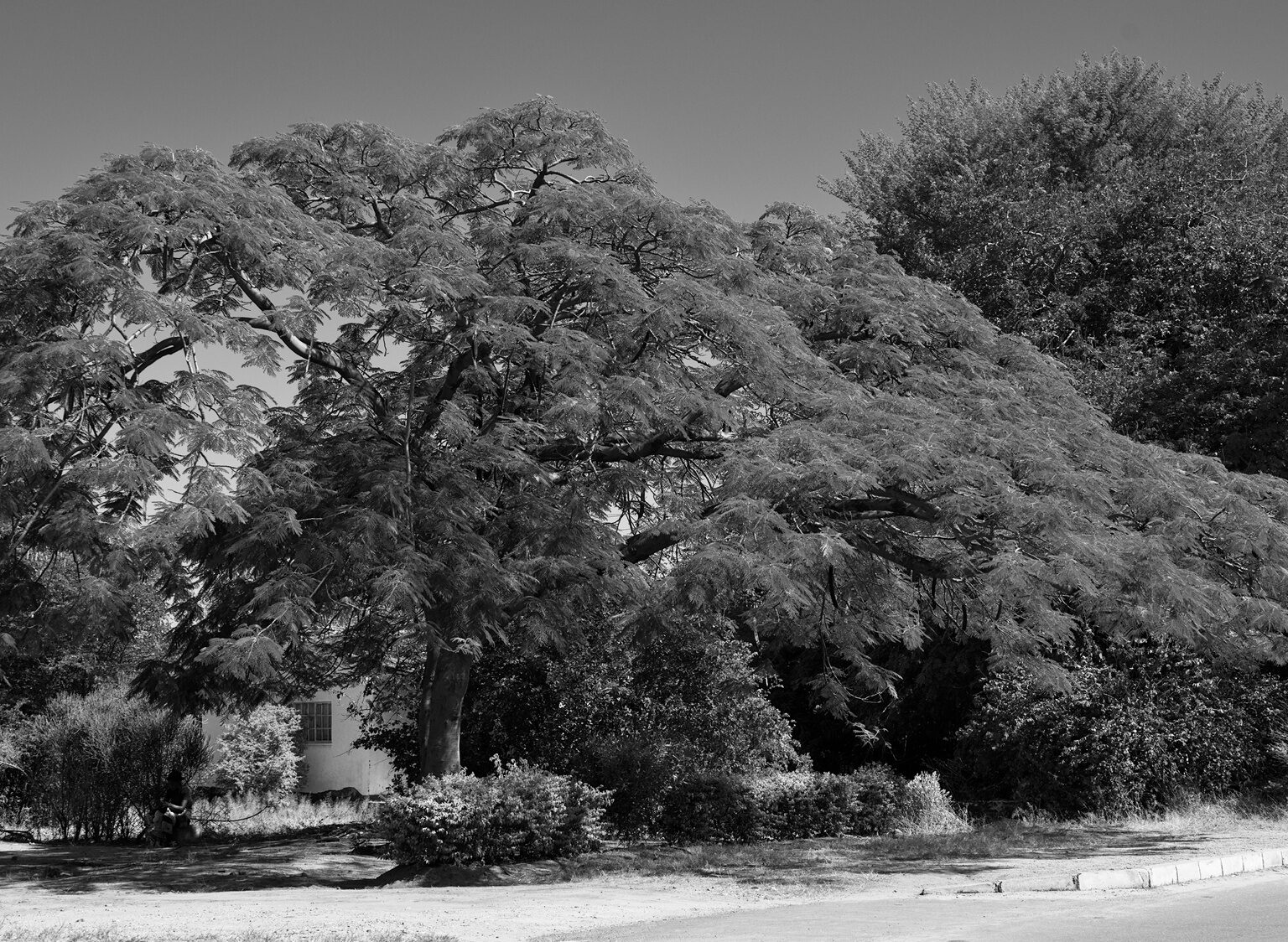 Roadside Tree