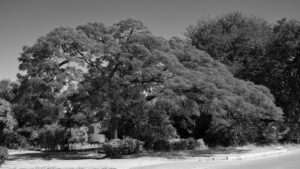 Roadside Tree