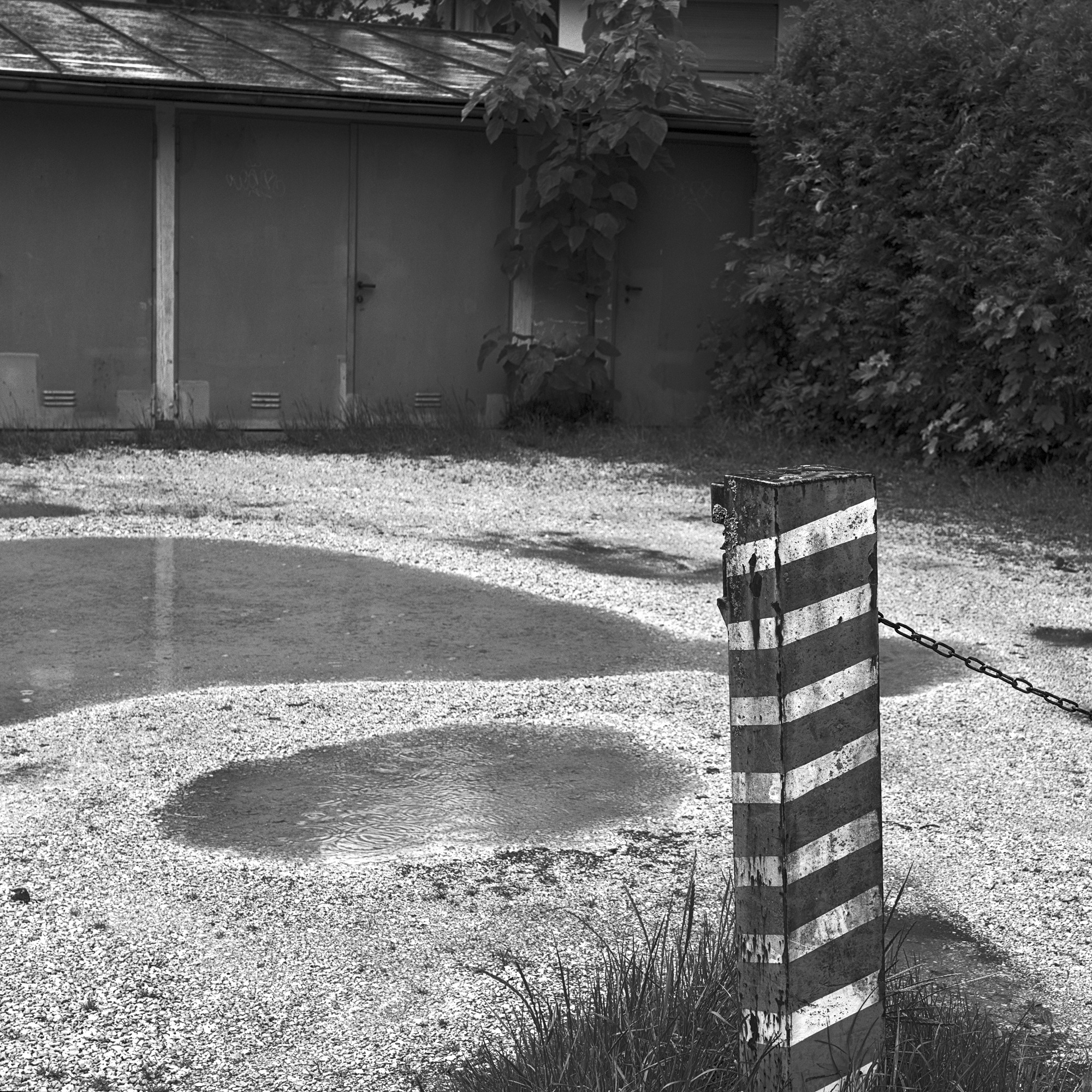 Rain in the Backyard