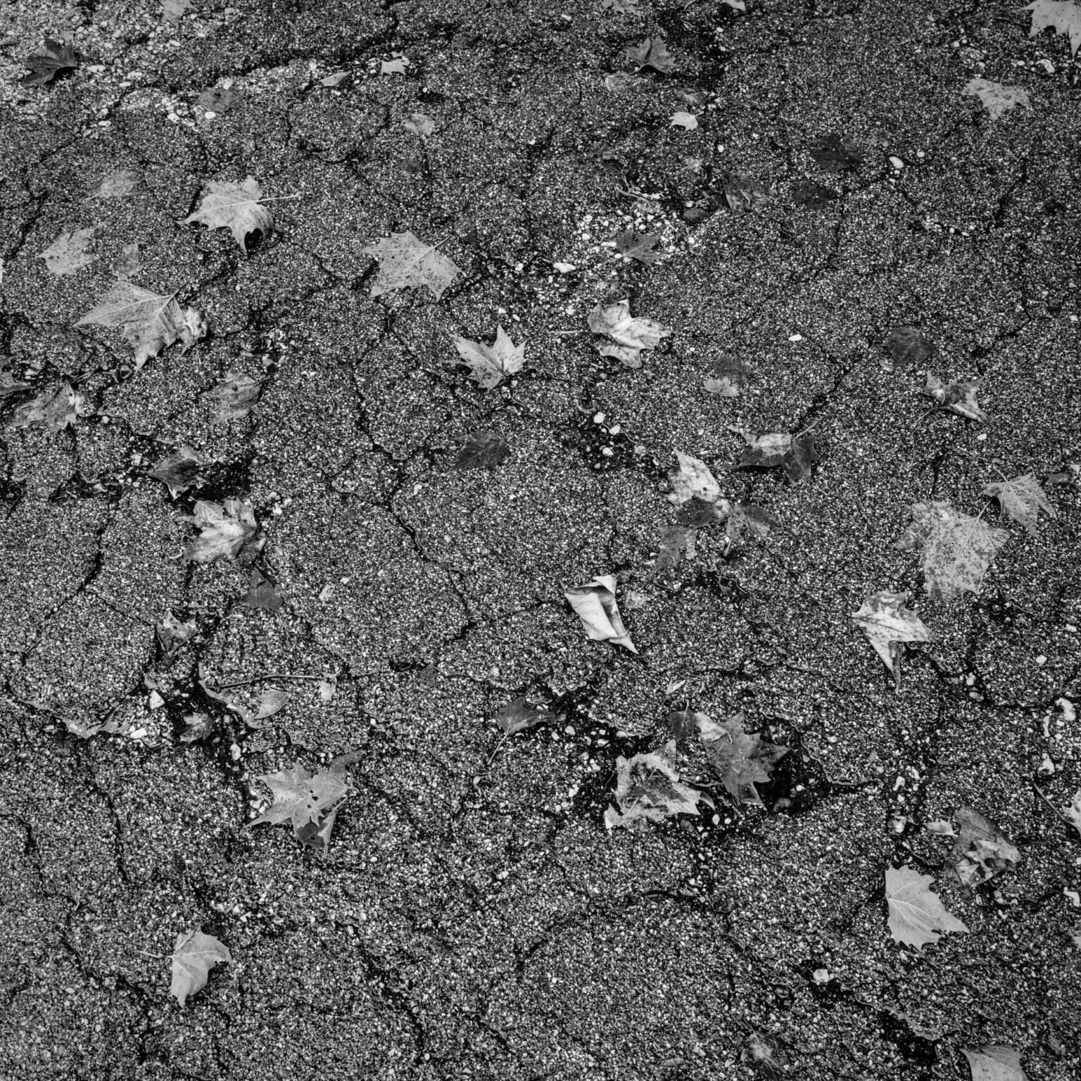 Leaves on a rainy Day