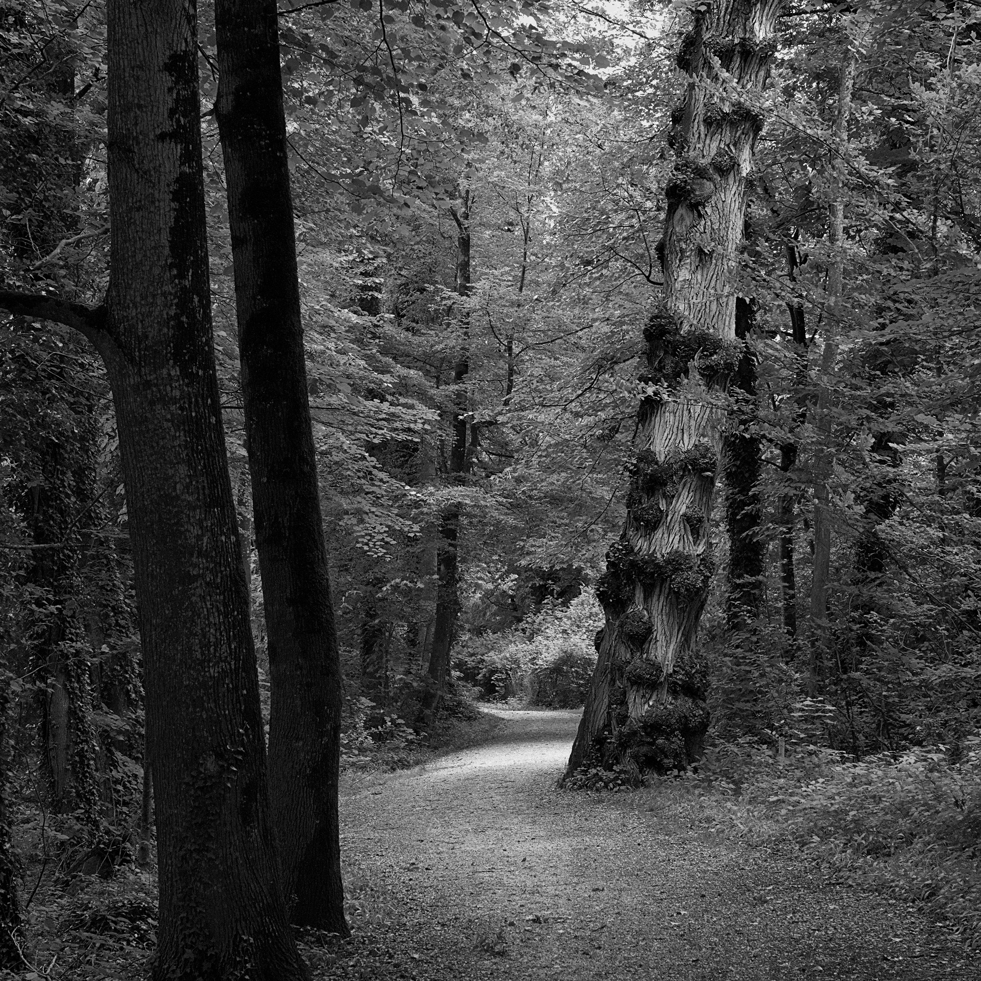 Three Trees (among others)