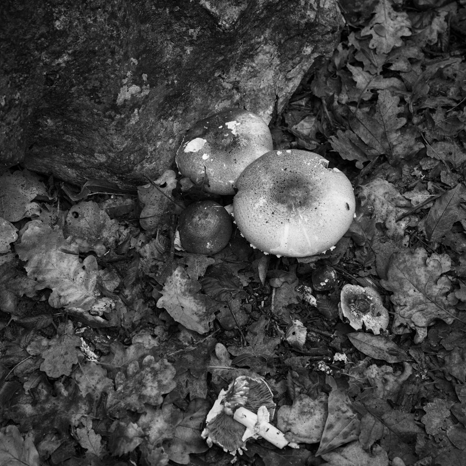 Fungi