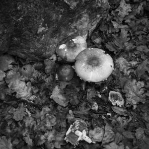 Fungi
