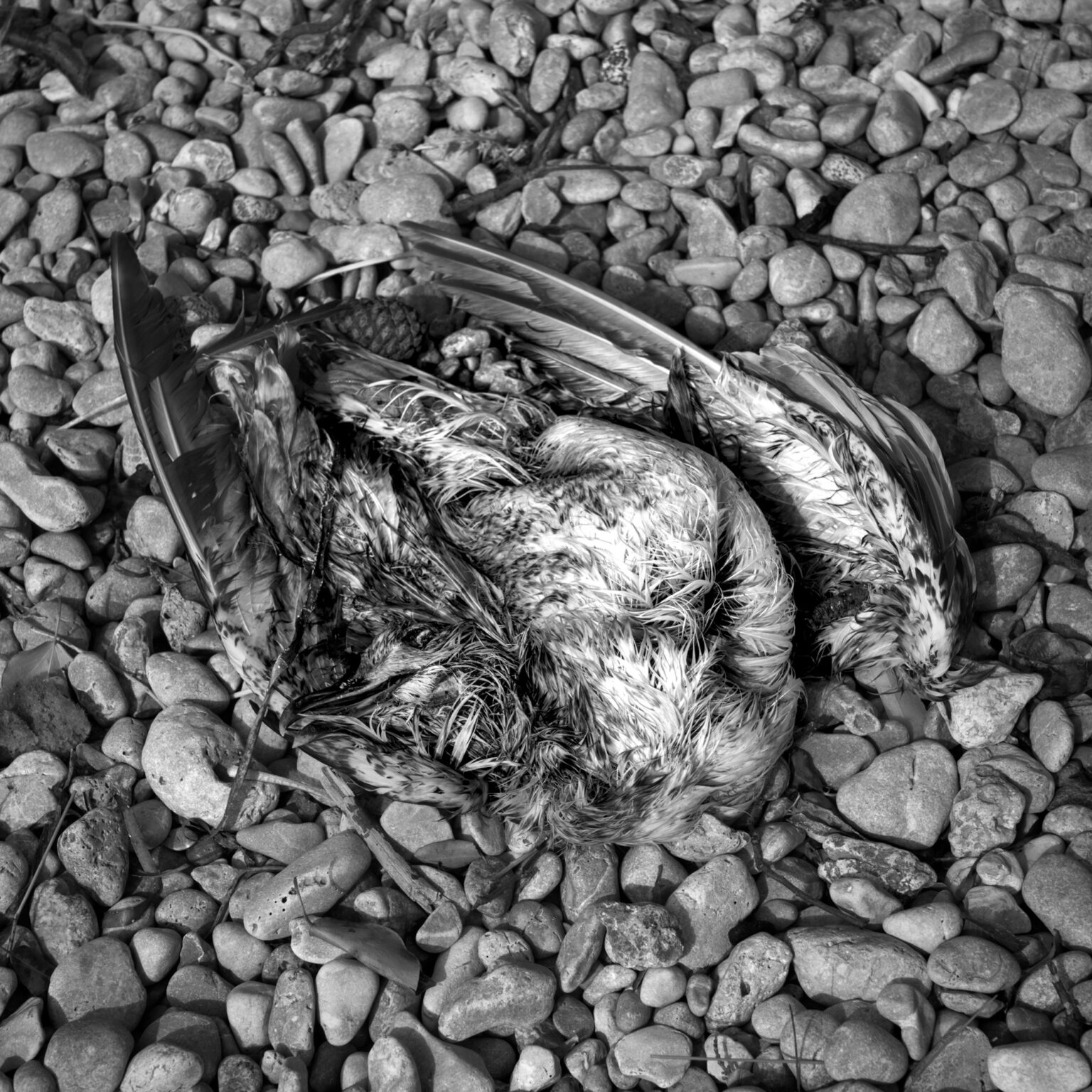 Memento Mori