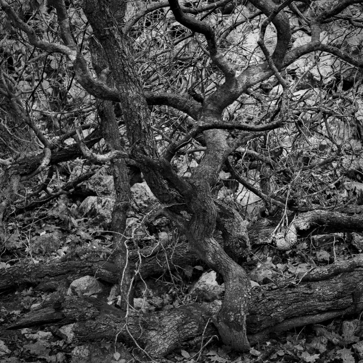 Oak-Tree-Imbroglio