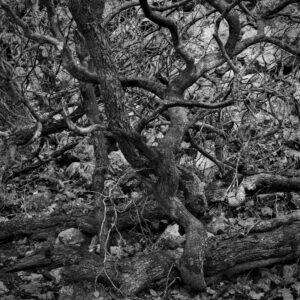 Oak-Tree-Imbroglio