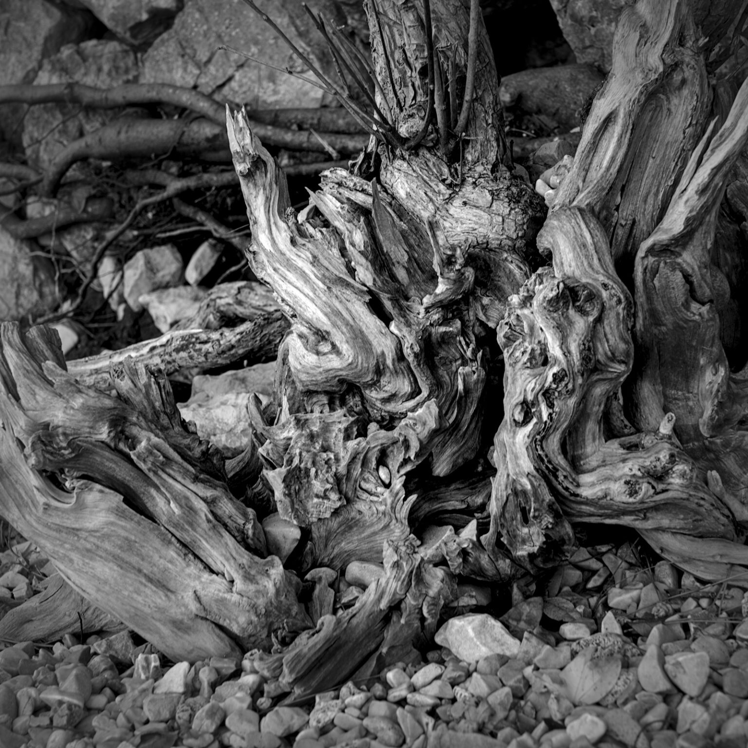 Rootstock