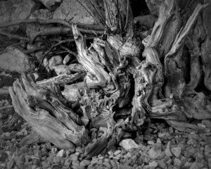 Rootstock