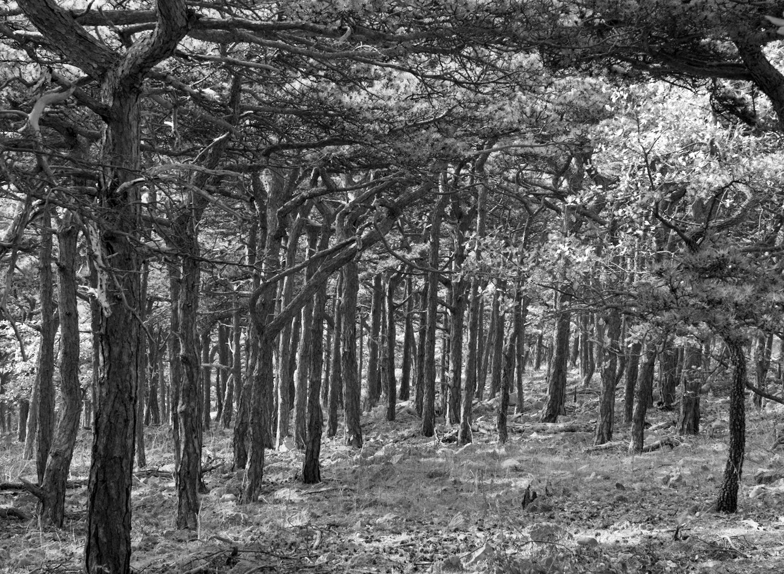 There’s not only Oaks