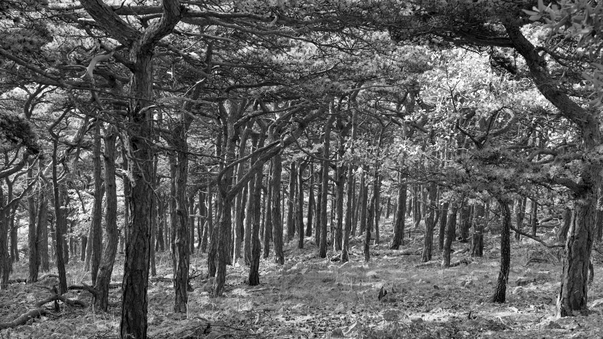 There’s not only Oaks