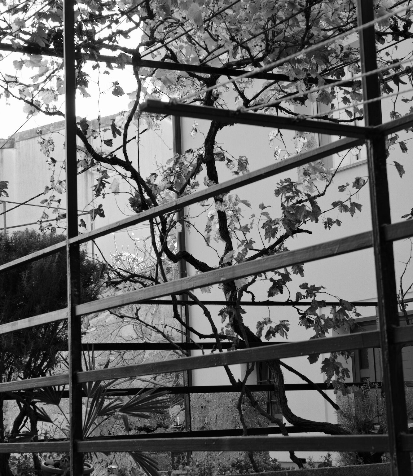 Urban Grapevine