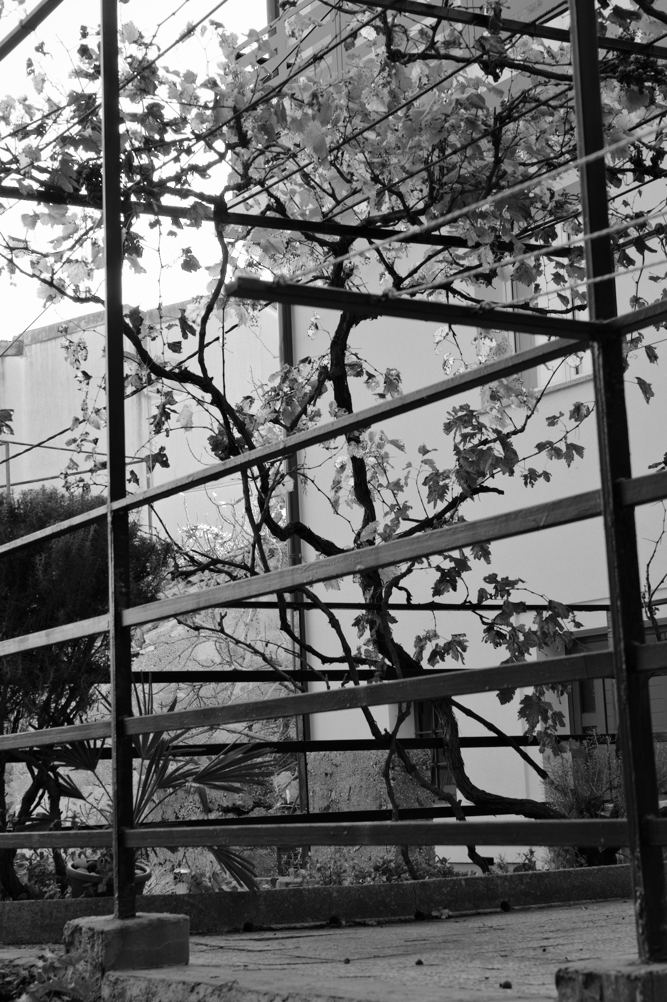 Urban Grapevine