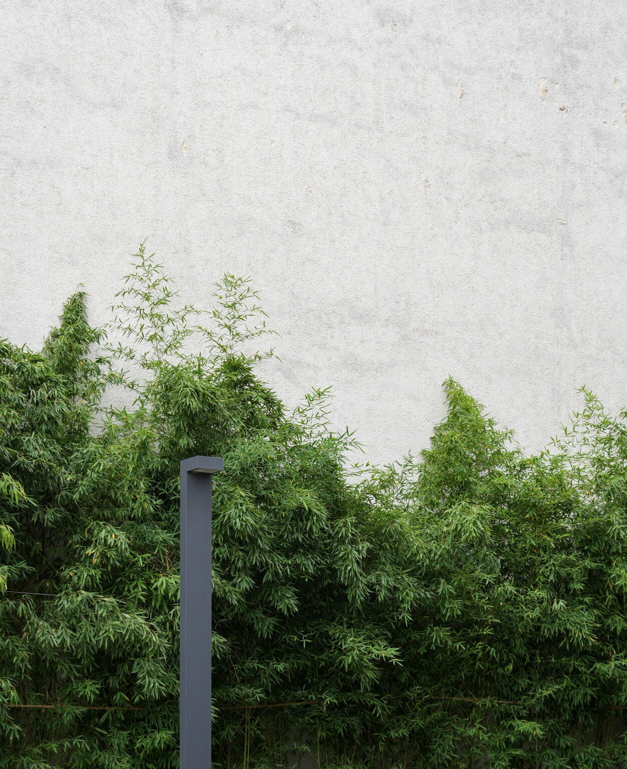 Urban Rainforest (with Wall)