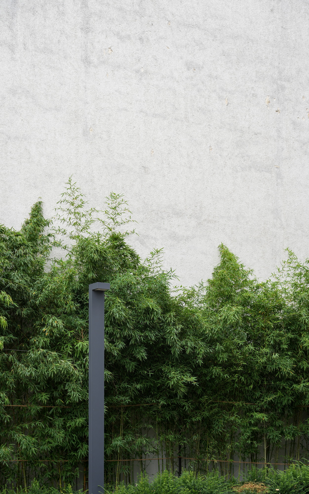 Urban Rainforest (with Wall)