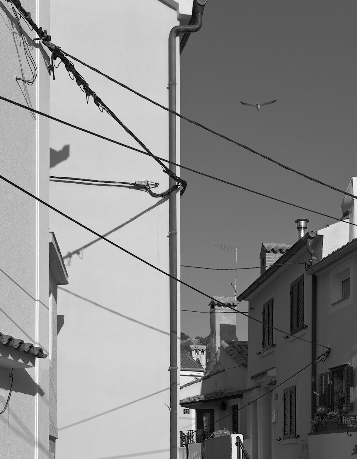 Wired Alley and Seagull