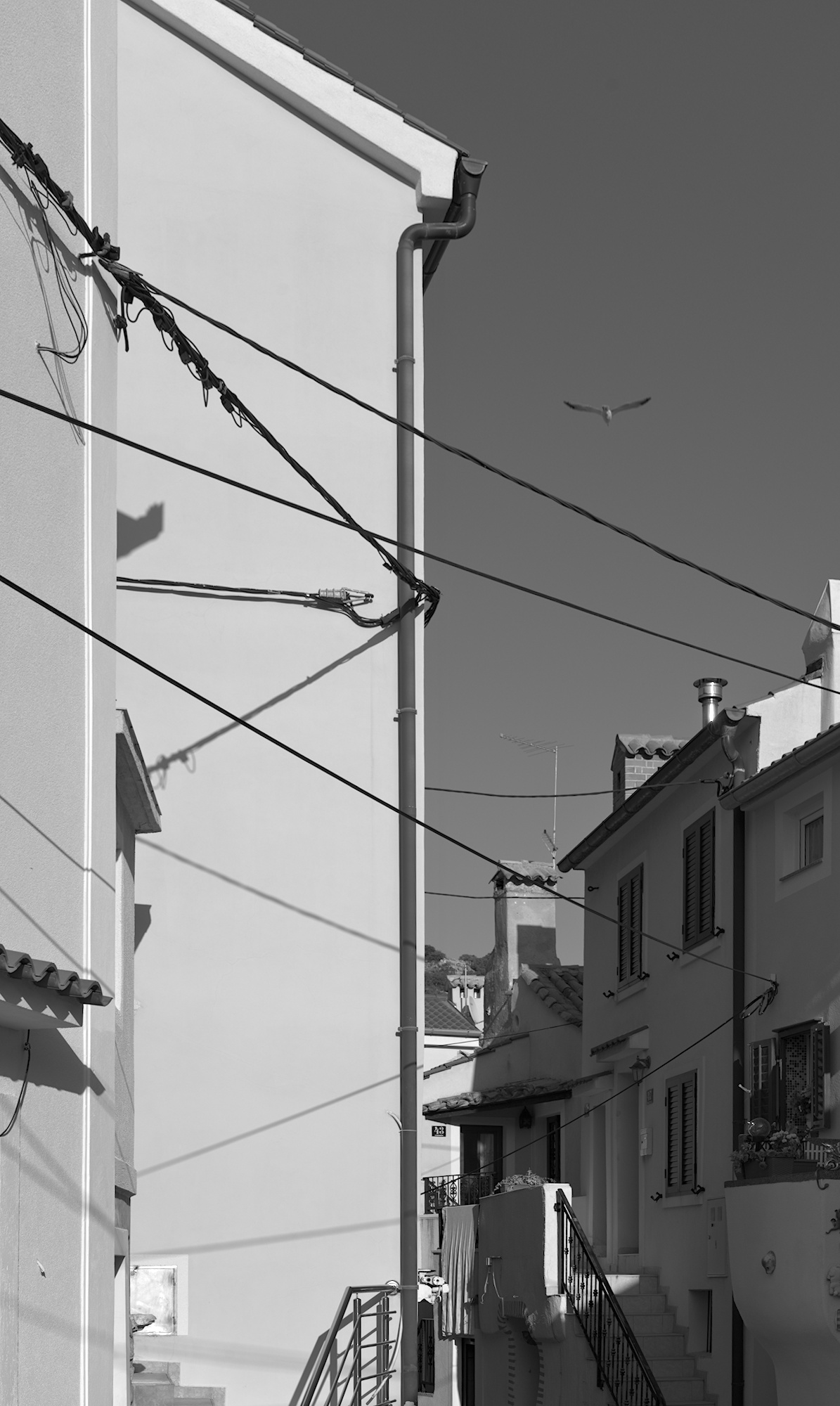 Wired Alley and Seagull