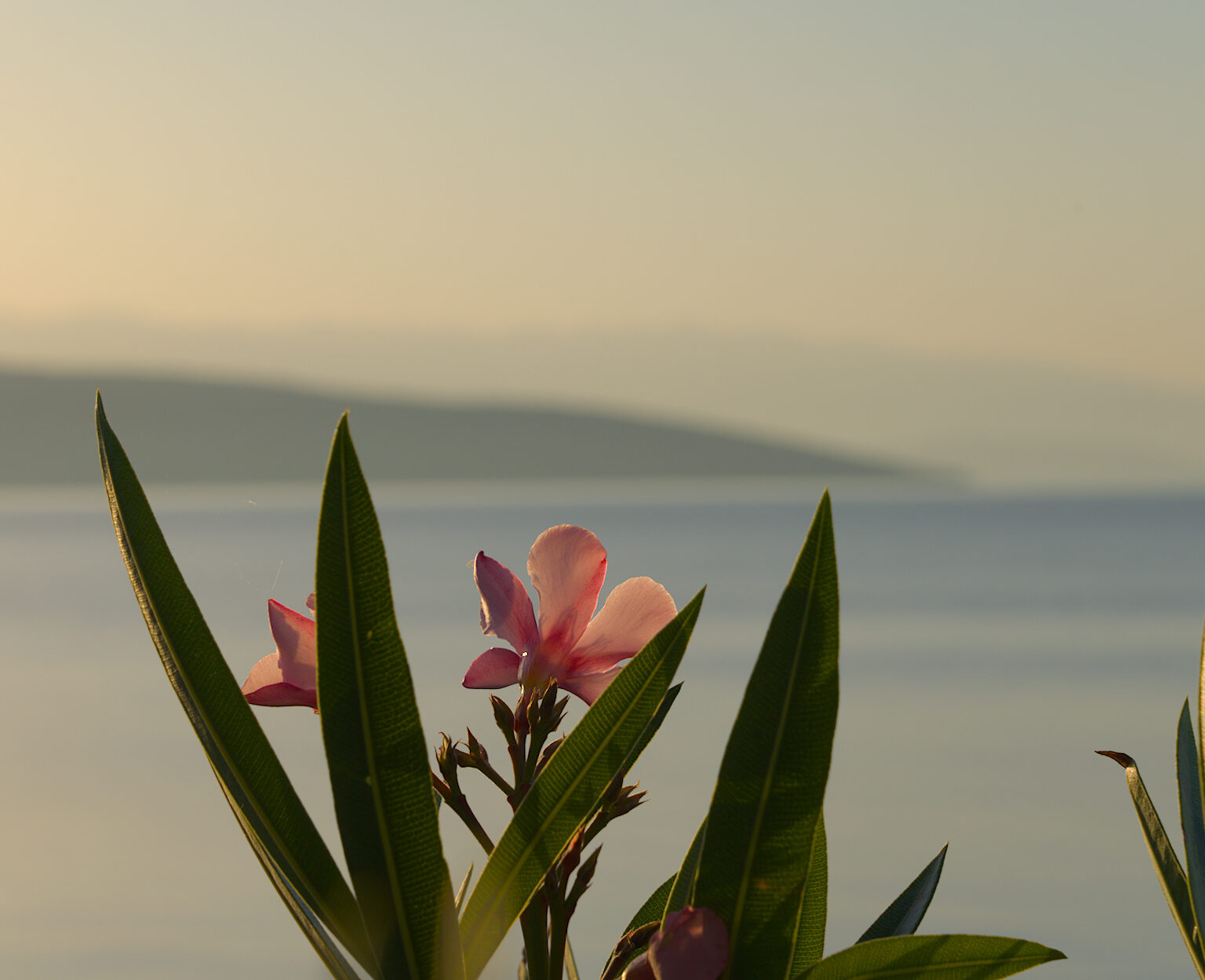 Oleanderblüte
