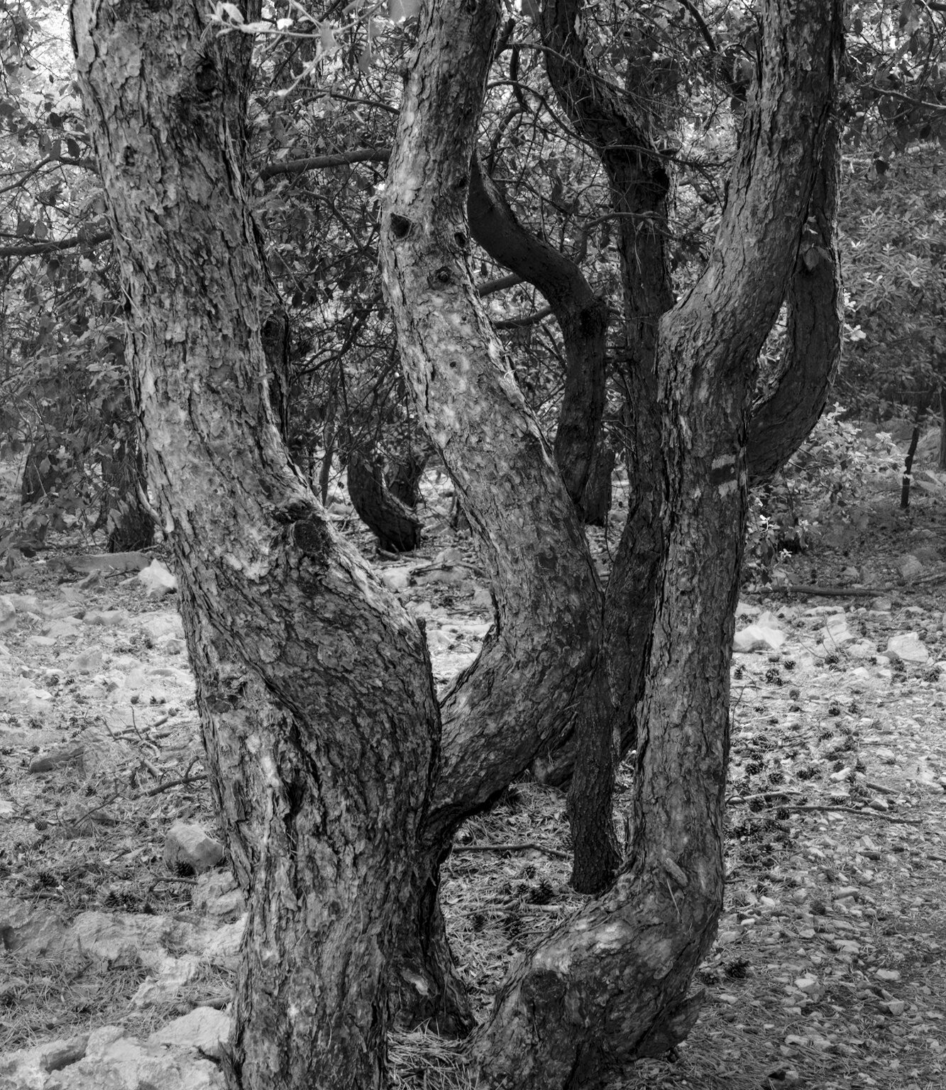 Pine Coppices