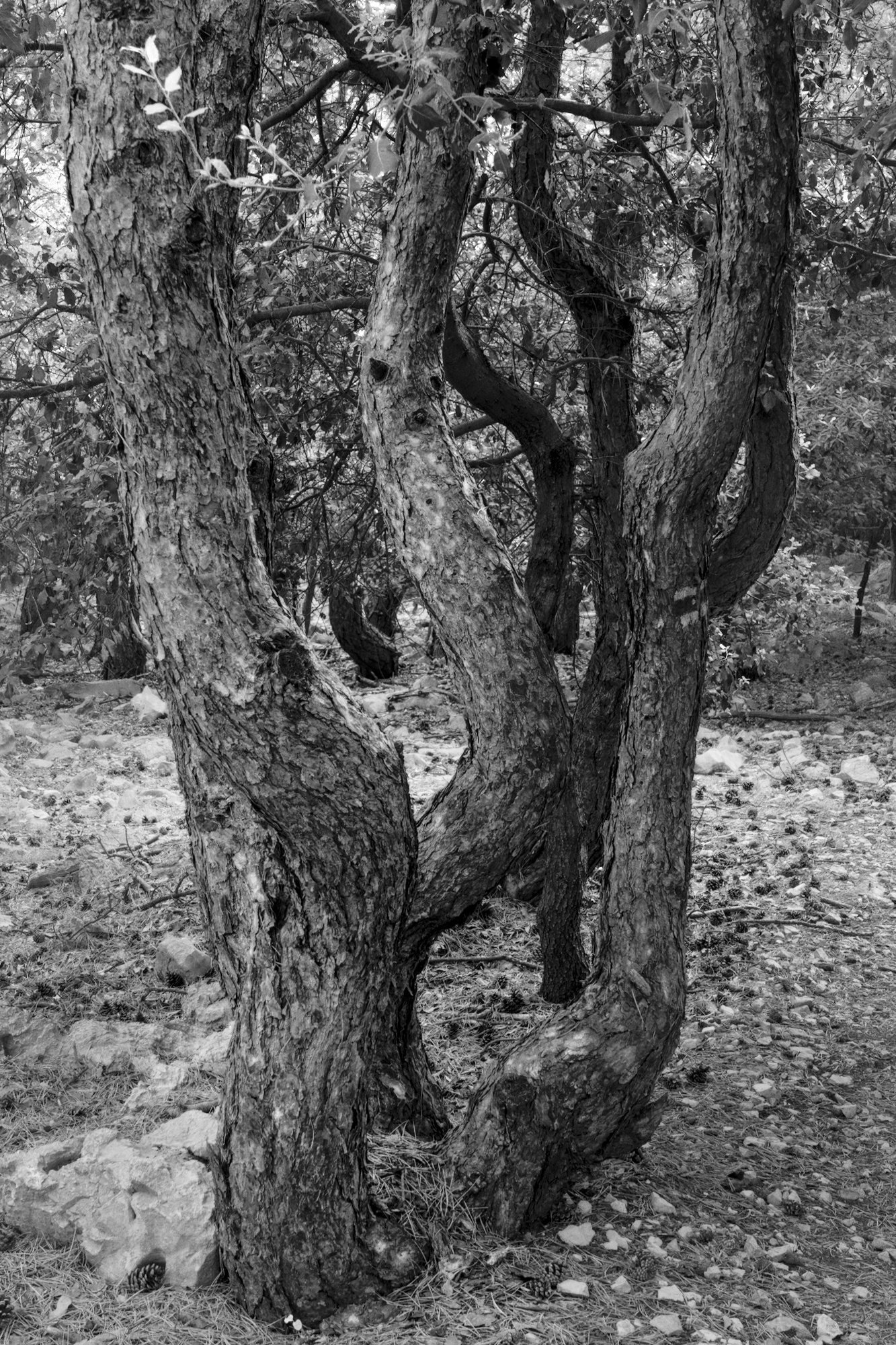 Pine Coppices