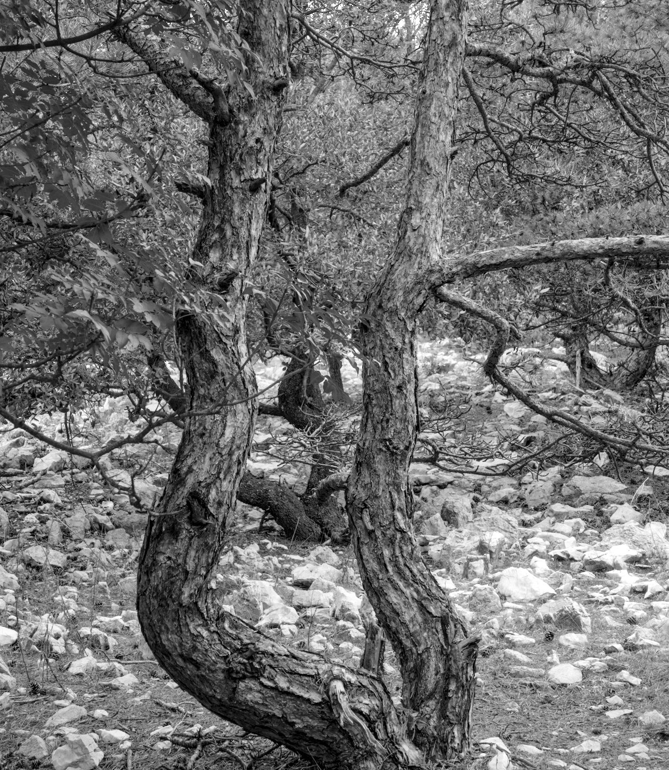 Tango Trees