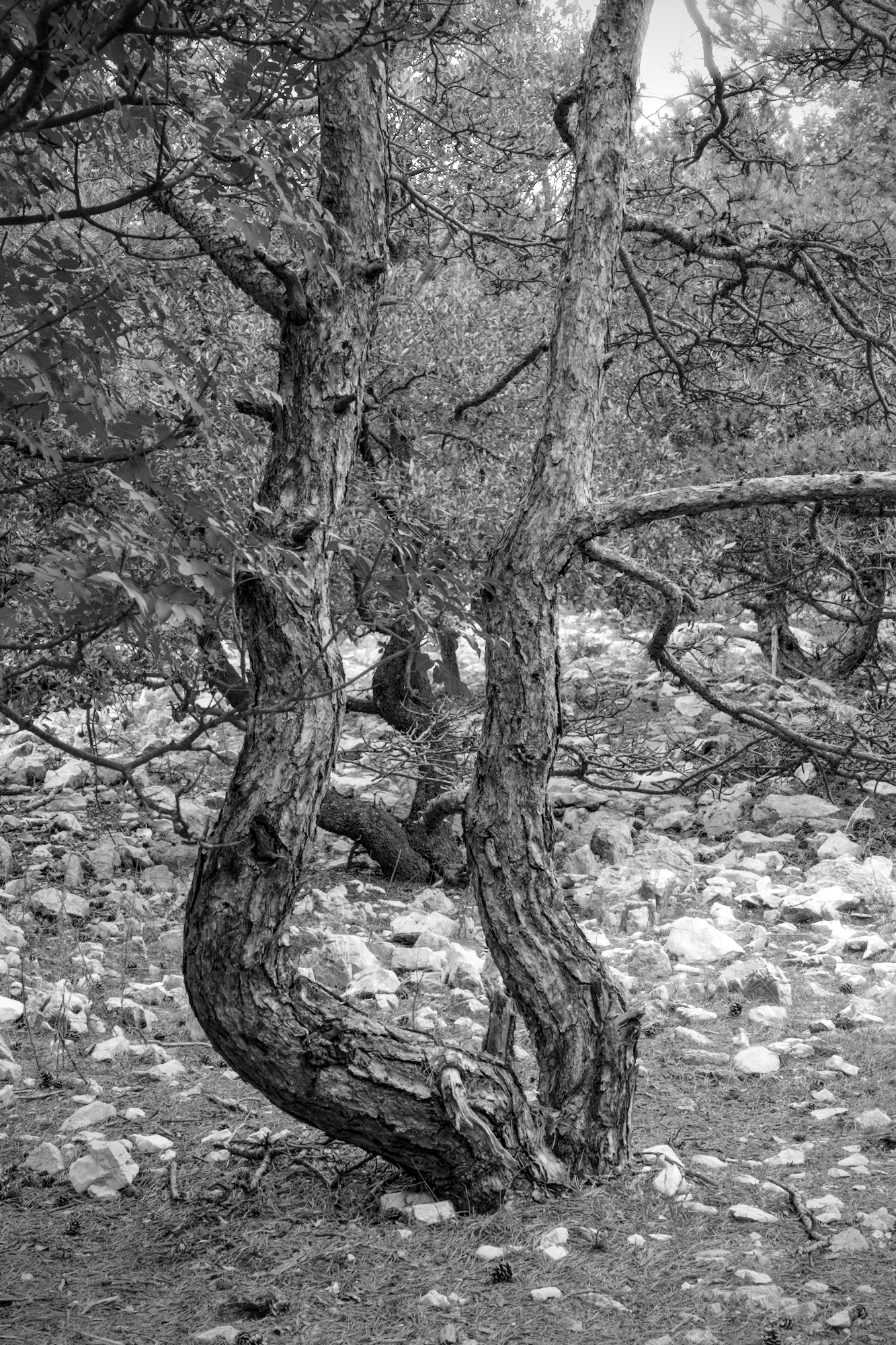 Tango Trees