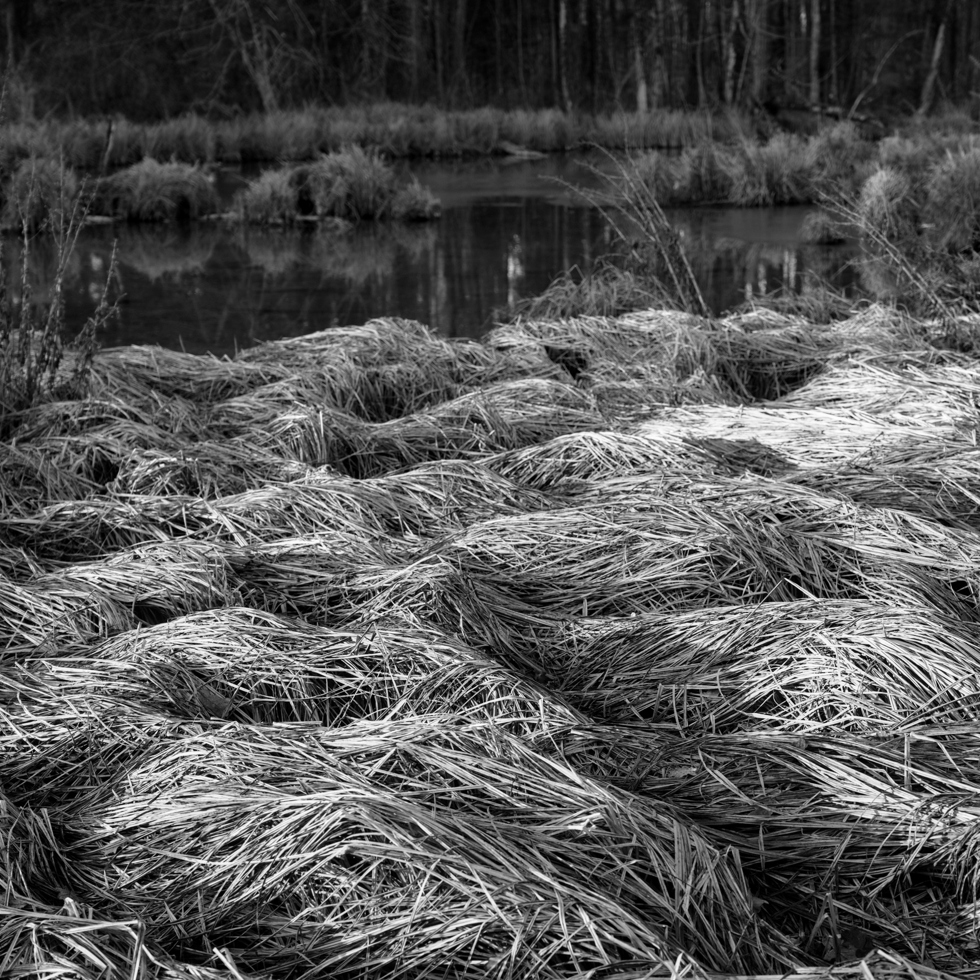 Afternoon Light at the Backwaters