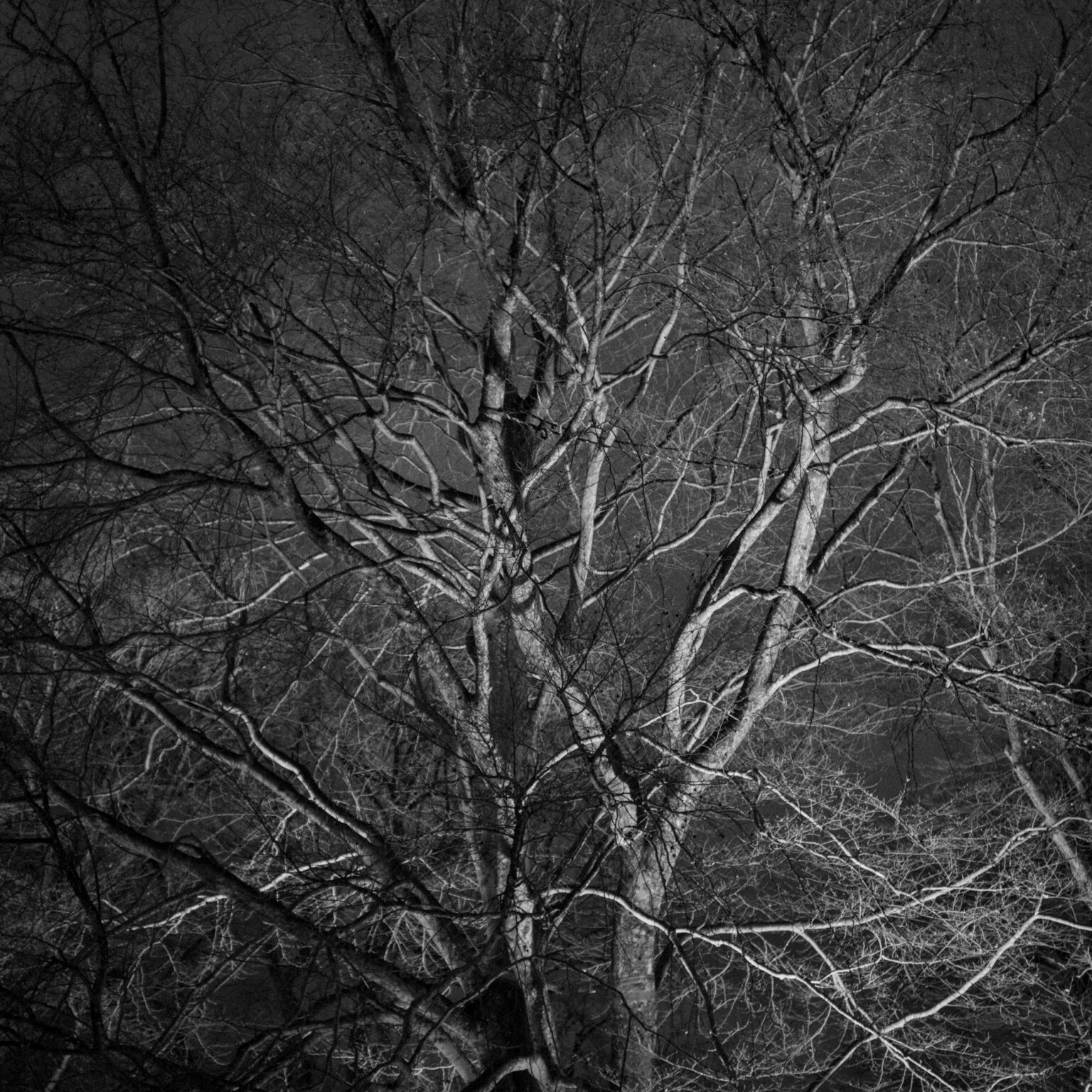 Illuminated Tree